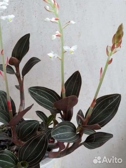 Лудизия, бальзамин, гинура, фикус пумила, каллизии