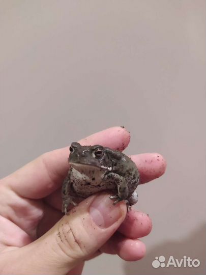 Жаба колорадская