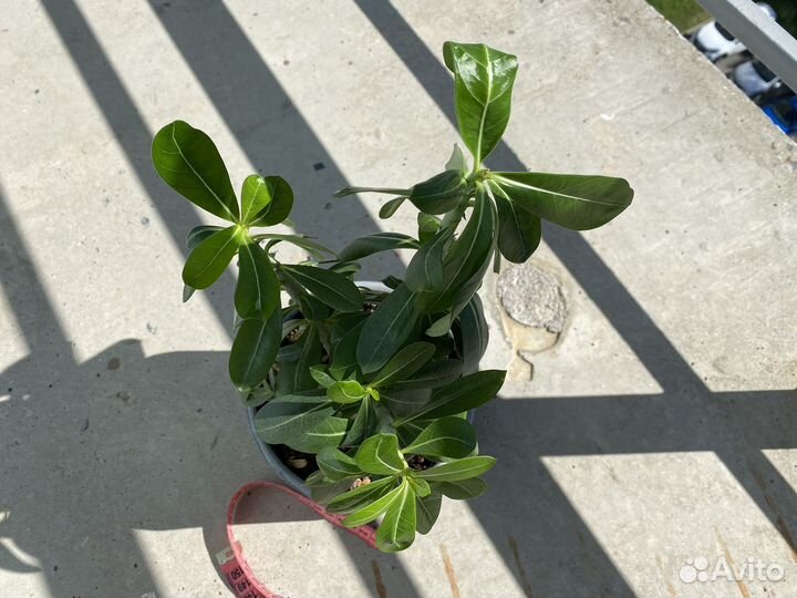 Комнатное растение Адениум в горшке