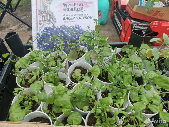 Рассада лобелии ампельной