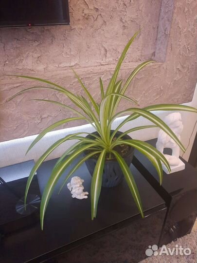 Хлорофитум Виттатум