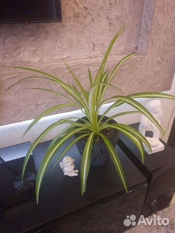 Хлорофитум Виттатум