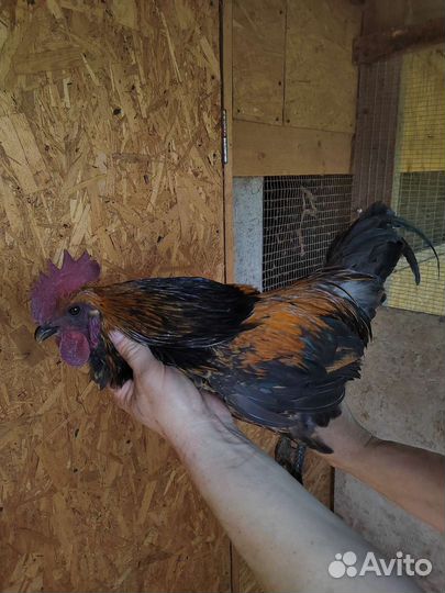 Куры петухи