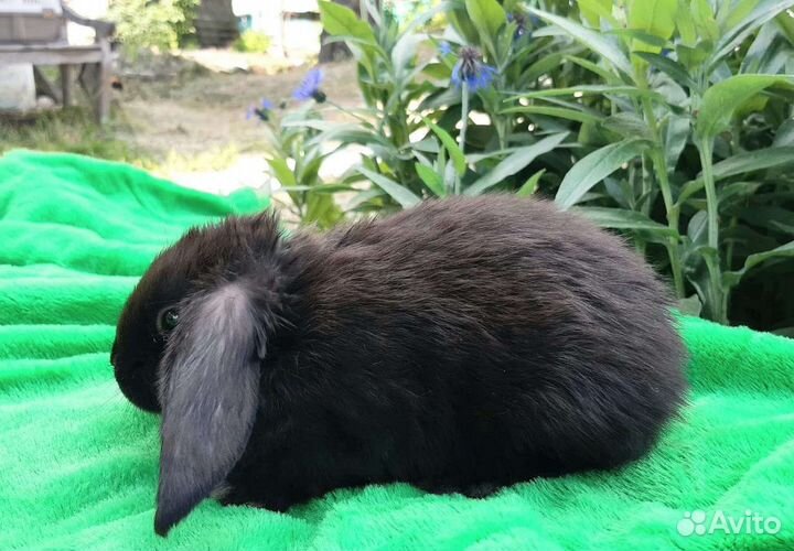 Декоративный кролик вислоухий баран