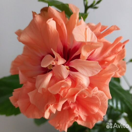 Комнатные растения цветы