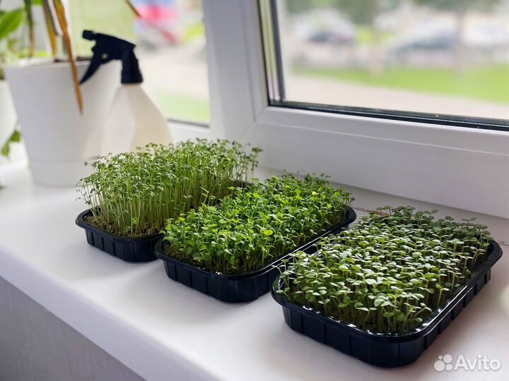 Контейнер для микрозелени (розница и опт) арт.В087