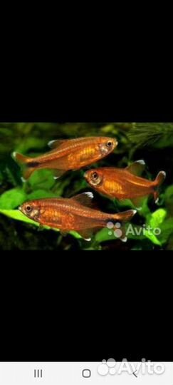 Аквариумные рыбки