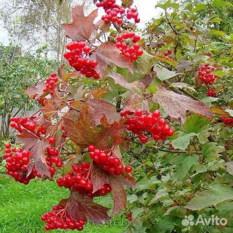 Саженцы Калины красной