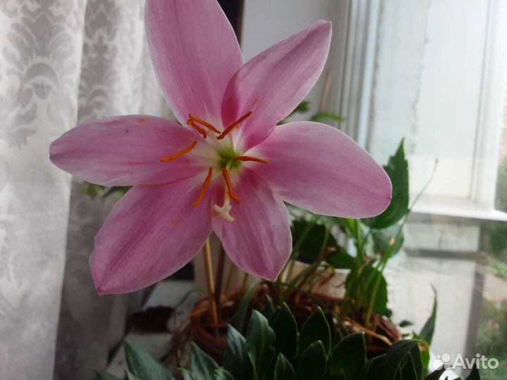 Сортовая герань,зефирантус