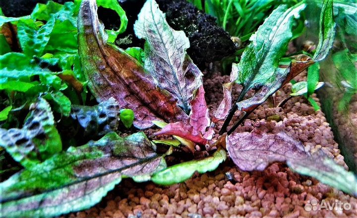 Растения,грунт, корм