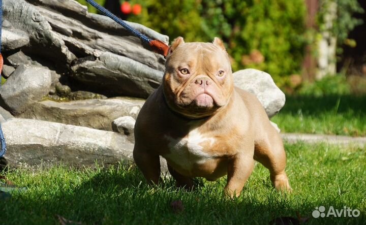 Американский булли экзот импорт Китай