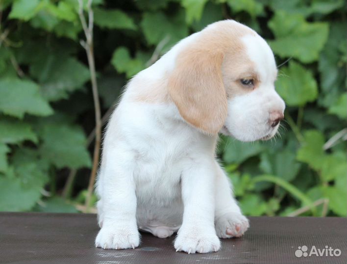 Щенки бигль