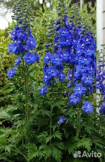 Многолетние садовые цветы