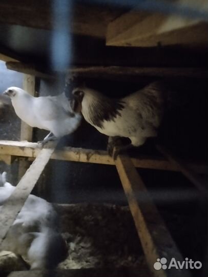 Продам породистыхпетушков
