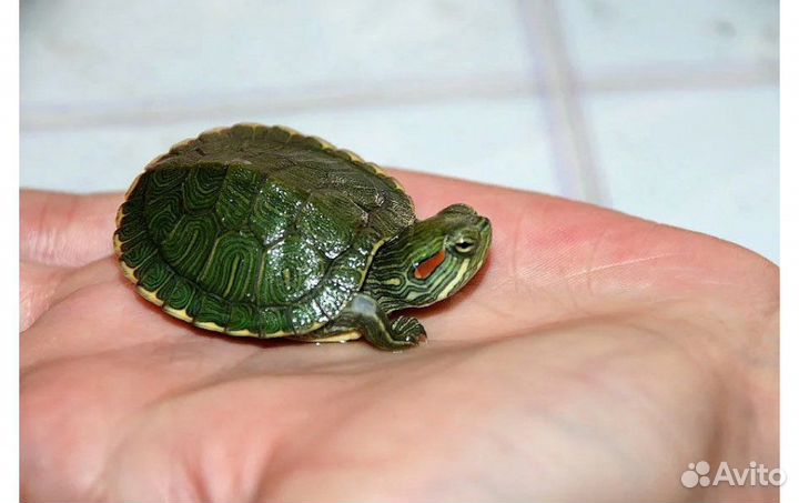 Аквариумные рыбы