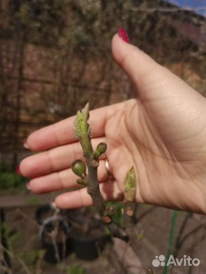 Саженцы инжира разных сортов