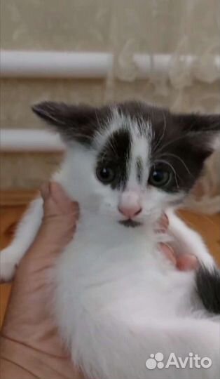 Котята бесплатно+корм и лоток