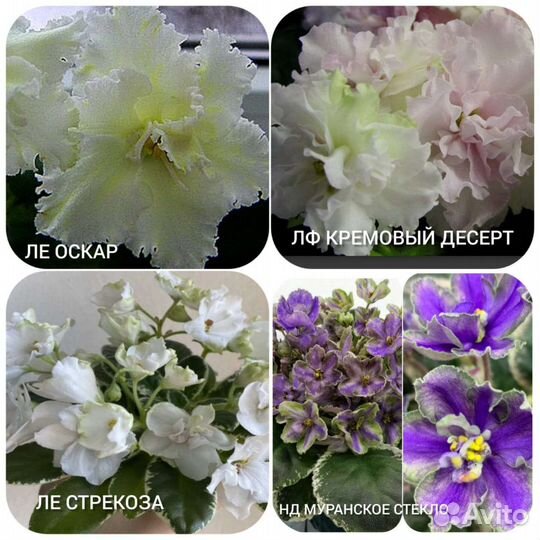 Сортовые фиалки