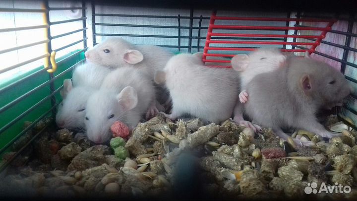 Крысята Дамбо. Крысы Белые Питомник