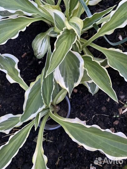 Многолетники