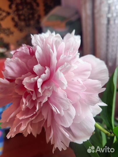 Свой человек