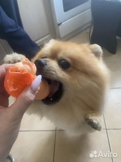 Померанский шпиц вязка