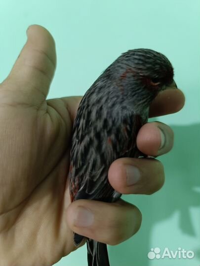 Кенара и канарейки