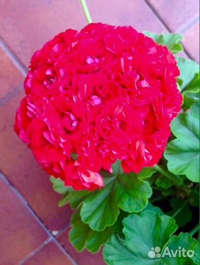 Махровая пеларгония (герань)