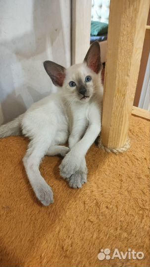 Ориентальные котята