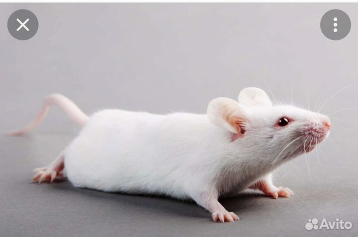 Мышь кормовая заморозка