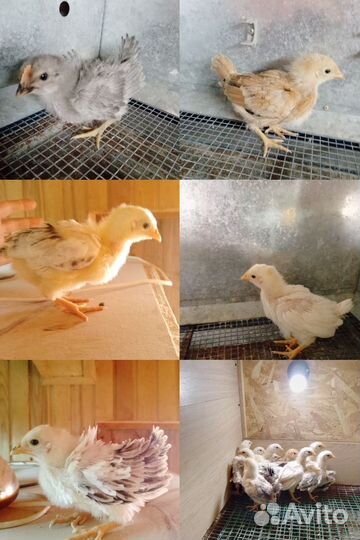 Цыплята несушки