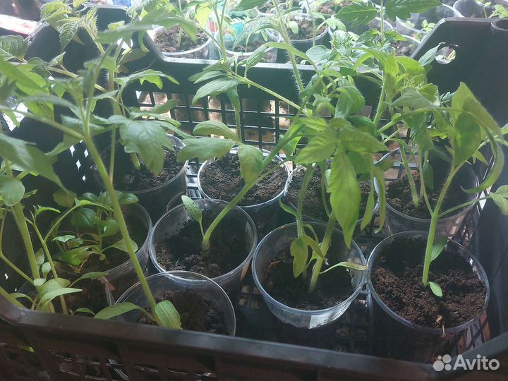 Рассада томатов огурцов перца