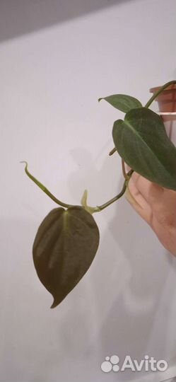 Филодендрон, Сансеиверия