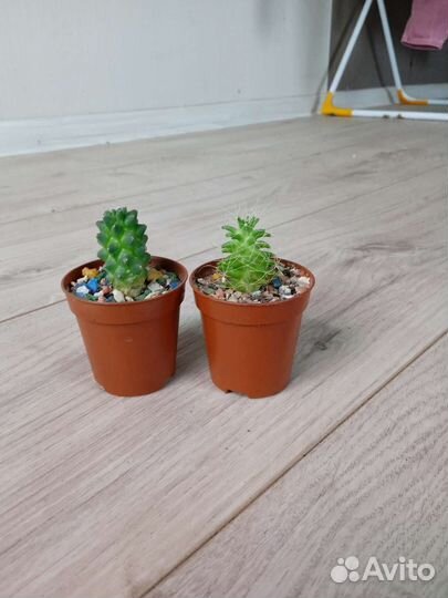 Суккуленты на листе