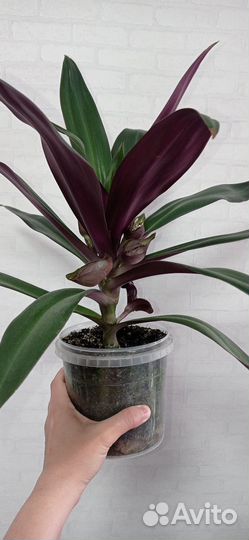 Традесканция Рео 1 литр