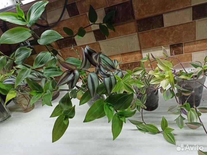 Монстера, сингониум, мюленбекия, тетрастигма и др