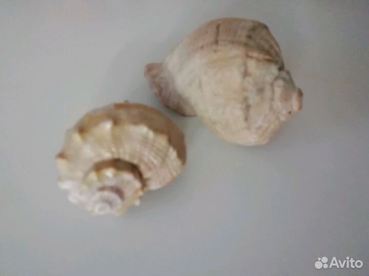 Ракушки