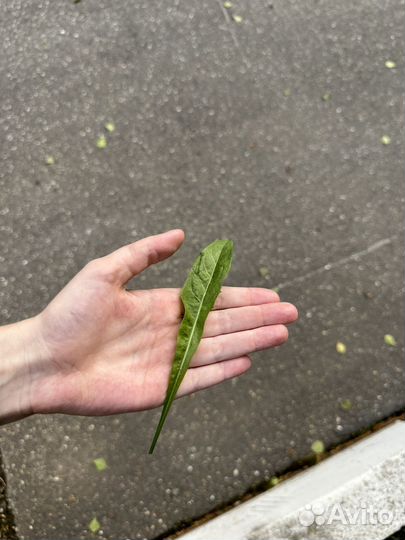 Листик для коллекций