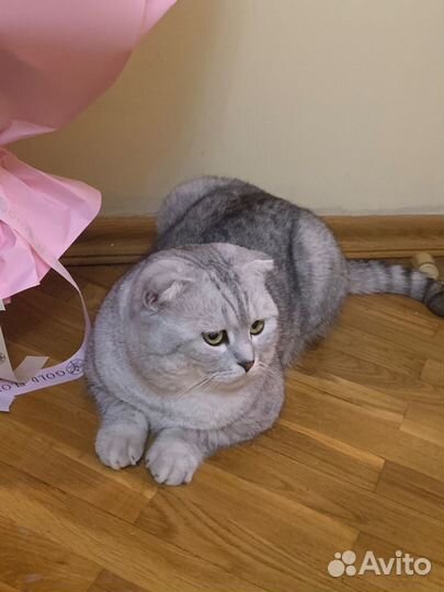 Шотландский кот вязка бесплатно