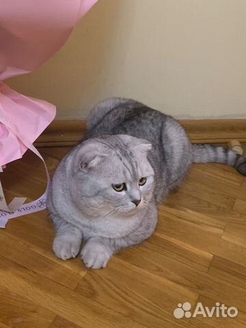 Шотландский кот вязка бесплатно