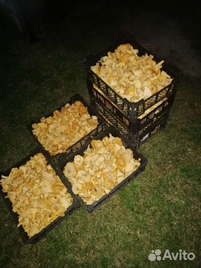 Продам грибы Лисички