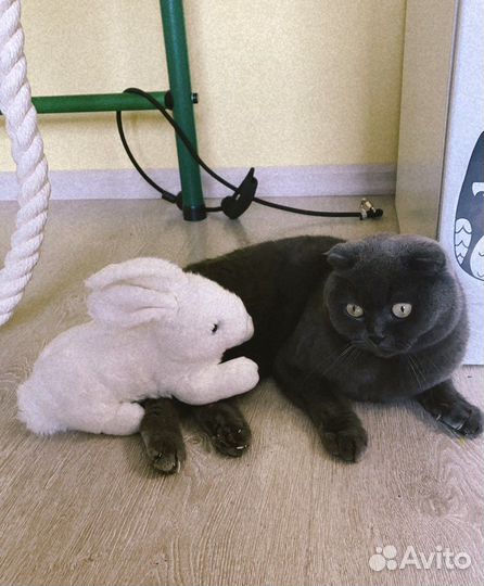 Кошка британская вислоухая бесплатно