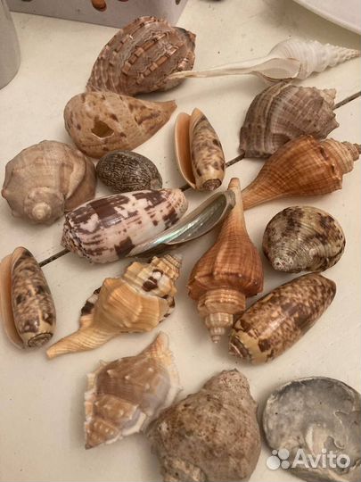 Ракушки в коллекцию