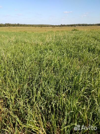 Сено в рулонах луговое, посевное