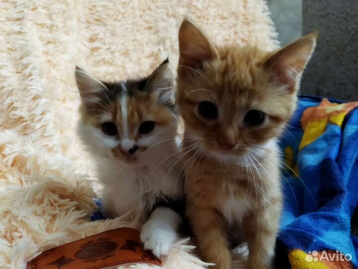 Кошка в дар бесплатно