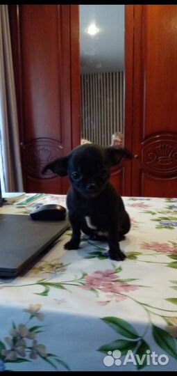 Чихуахуа девочка