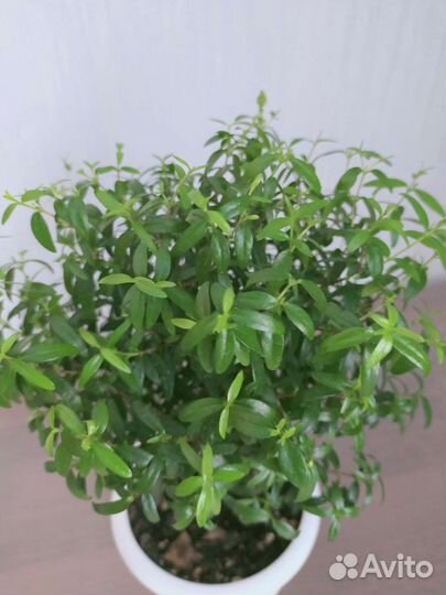 Комнатные цветы Мирт