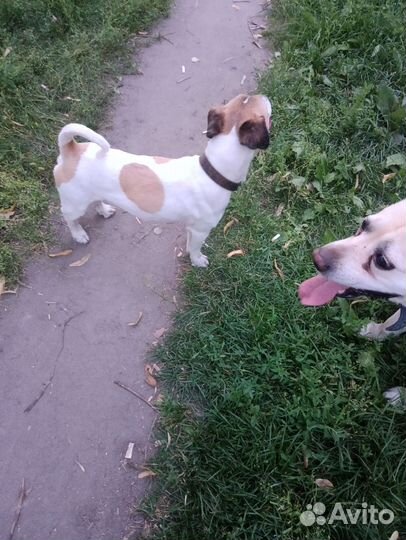 Джек Рассел терьер