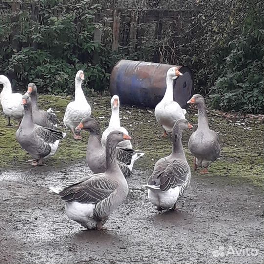 Гуси линда и большой серый
