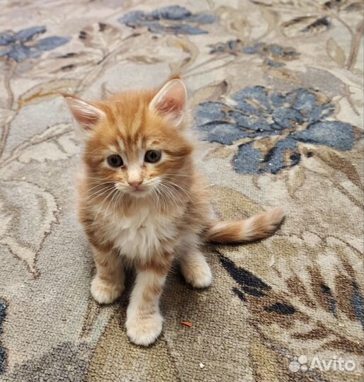 Красавица рыжее счастье для дома, для души